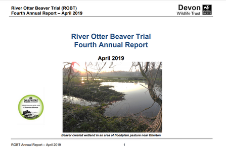 The River Otter Beaver Trial | Devon Wildlife Trust